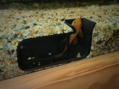Aquarium Fish/Pleco Hide